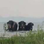 चांडिल डैम में हाथियों की जलक्रीड़ा, पर्यटकों के लिए बना आकर्षण तो ग्रामीणों की बढ़ी परेशानी