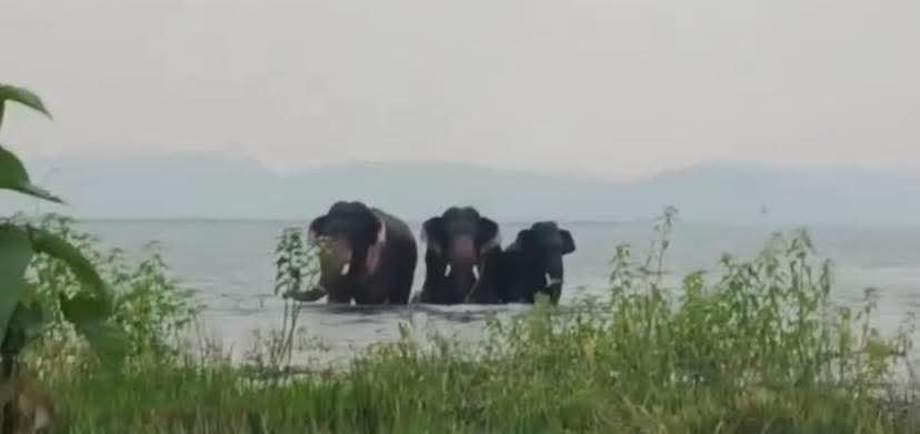 चांडिल डैम में हाथियों की जलक्रीड़ा, पर्यटकों के लिए बना आकर्षण तो ग्रामीणों की बढ़ी परेशानी