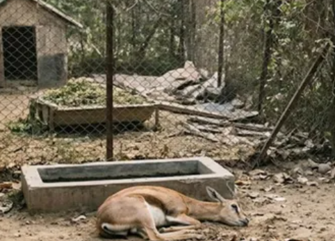 चिड़ियाघर में लापरवाही से चिंकारा की मौत, मरम्मत के दौरान सींग में फंसी सीमेंट की बोरी