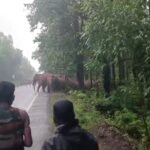 पश्चिम मेदिनीपुर में राज्य सड़क पर पहुंचा 15-16 हाथियों का झुंड, कई वाहन फंसे, वन विभाग ने जारी किया अलर्ट