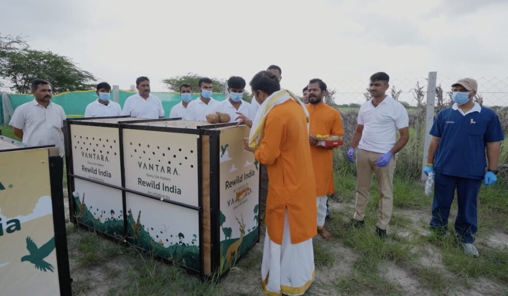 स्वतंत्रता दिवस पर बन्नी के घास के मैदानों में छोड़े गए 20 काले हिरण, वनतारा ने की मदद