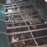 कुल्टी में 20 गायों से लदा ट्रक पकड़ा गया, चालक गिरफ्तार, डीबूडीह चेक पोस्ट पर बड़ी कार्रवाई