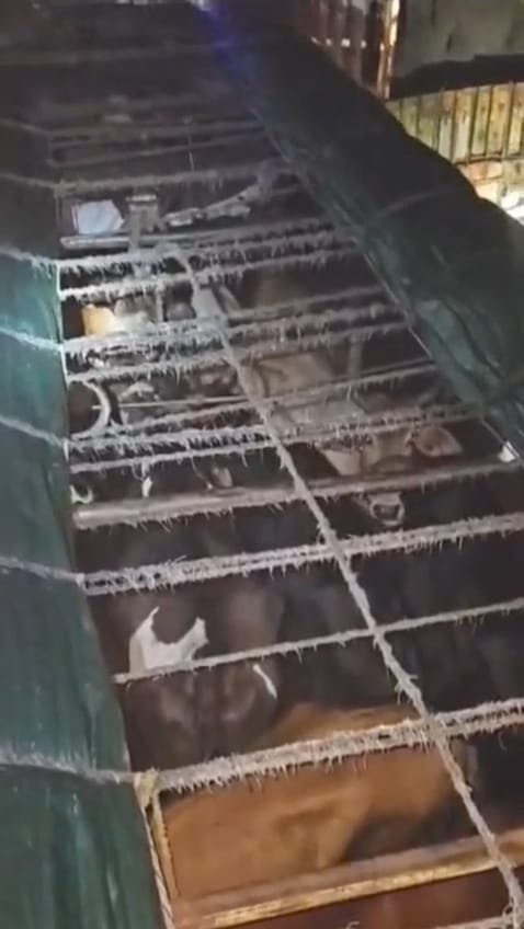 कुल्टी में 20 गायों से लदा ट्रक पकड़ा गया, चालक गिरफ्तार, डीबूडीह चेक पोस्ट पर बड़ी कार्रवाई
