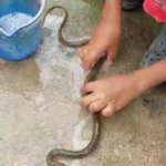 बच्चे ने सांप को बाल्टी के पानी से नहलाया, वीडियो देख हैरान हुए लोग