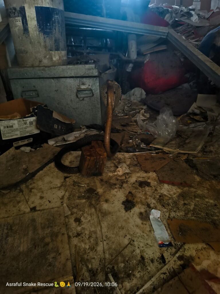 महेशपुर SDPO आवास परिसर में घुसा जहरीला कोबरा, रेस्क्यू टीम ने सुरक्षित पकड़ा