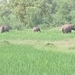टुंडी में हाथियों का तांडव, सहायक अध्यापक को कुचलकर मार डाला; ग्रामीणों में आक्रोश