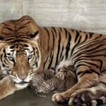 Jamshedpur Zoo: टाटा जू में बाघिन सुनैना ने दिया 3 शावकों को जन्म, नाम सुझाने का मौका; 19 अक्टूबर अंतिम तारीख